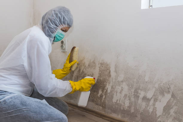 Certified Mold Removal in Ardmore, PA