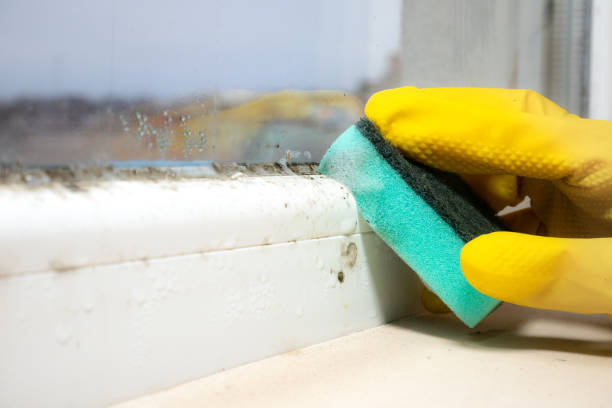 Best Professional Mold Removal  in Ardmore, PA