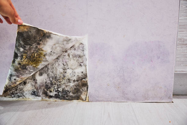 Best Residential Mold Removal  in Ardmore, PA